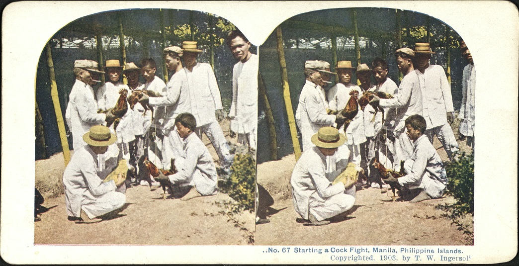 Starting a Cock Fight, Manila, Philippine Islands.